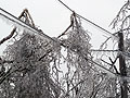 Broken branches