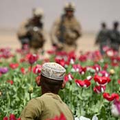 Opium farmer in Afghanistan watches U.S. marines 