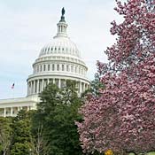 Cherry blossoms in front of U.S. Capitol building 