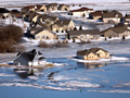 Red River pushes its way into south Fargo
