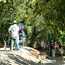 Volunteers harvest oranges