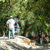 Volunteers harvest oranges 