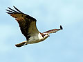 Osprey