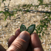 An almond from Mike Young's farm in California 