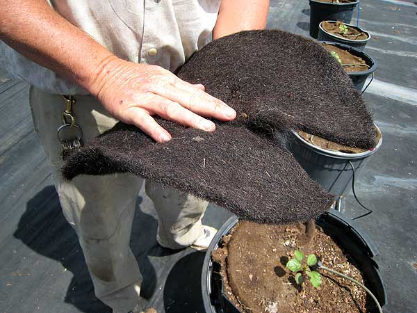 
                A sorel plant hairmat
                                    (Dan Grech/Marketplace)
                                