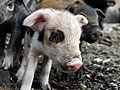 Newborn pigs in Egypt