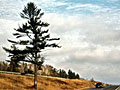 The 'honking tree'