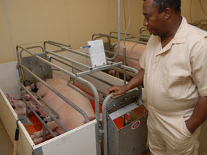 University of Minnesota professor Sam Baidoo takes cleanliness very seriously at the University's Swine Research Center in Waseca.