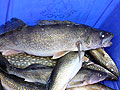 Sorting the fish