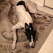 Pam and Craig MacDonald's greyhound, Al