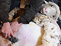 Sheep shearing