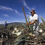 A farmer in Mexico 
