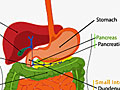 The digestive tract