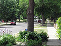 Lost ash trees