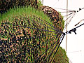 Grass
