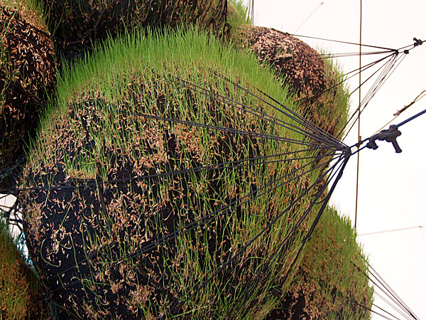 Grass grows on metallic balloons in the Walker Art Center as part