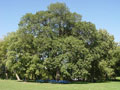 American Elm
