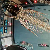 Kobo, the 66-foot blue whale skeleton 