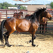 Rico, an 8-year-old mustang at Lifesavers
