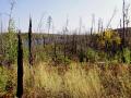 Area between Bonnie and Knife Lake