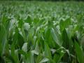 Minnesota sweet corn