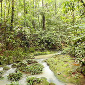 The Ecuadorian Amazon 