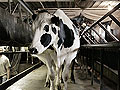 Organic milk