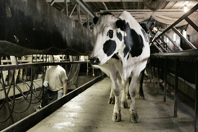 cow dairy farm