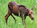 Moose twins