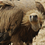 A vulture