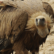 A vulture 