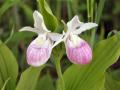 Showy lady's slipper