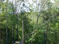 Logging