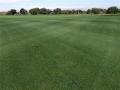 Target Field turf