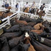Animals for sale at Liniers market in Buenos Aires 