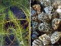 Eurasian water milfoil, zebra mussels