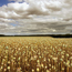 A field of opium poppies