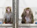 Rhesus monkeys at University of Wisconsin-Madison
