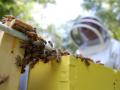 Sharon Stiteler looks over part of a hive