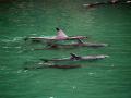Dolphins in Taiji, Japan