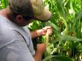 Checking the corn