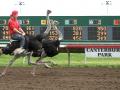 Ostrich racing at Canterbury Park