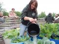 Vegetable garden