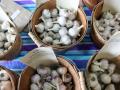 Garlic at the Minnesota Garlic Fest