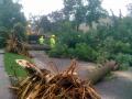 Damaged trees