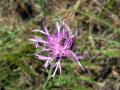 Seed head weevil