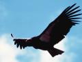 California condor