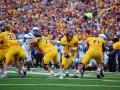 Gophers