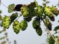 Hops