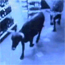 Cattle barge into a convenience store